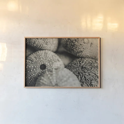 Lost Coast Sea Urchins Sepia V by Nathan Larson. shown as a paper print in a natural frame. Available as a archival giclee rolled canvas, fine art paper, or poster print. SKU 96967i.