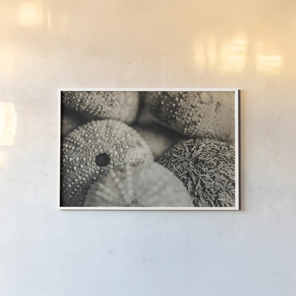 Lost Coast Sea Urchins Sepia V by Nathan Larson. shown as a paper print in a white frame. Available as a archival giclee rolled canvas, fine art paper, or poster print. SKU 96967i.