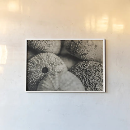 Lost Coast Sea Urchins Sepia V by Nathan Larson. shown as a paper print in a white frame. Available as a archival giclee rolled canvas, fine art paper, or poster print. SKU 96967i.