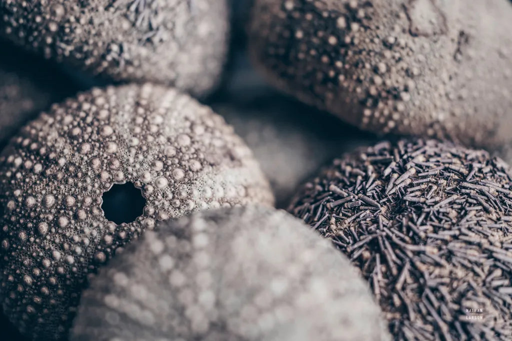 Lost Coast Sea Urchins V by Nathan Larson. SKU 96962i. Archival Giclee Fine art print for wall decor.