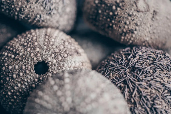 Lost Coast Sea Urchins V by Nathan Larson. SKU 96962i. Archival Giclee Fine art print for wall decor.