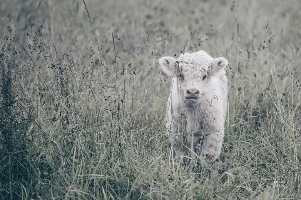 Meadow Calf by Nathan Larson. SKU 89464i. Archival Giclee Fine art print for wall decor.