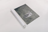 Meadow Calf by Nathan Larson. shown as a rolled paper print. Available as archival giclee rolled canvas, fine art paper, or poster print. SKU 89464i.