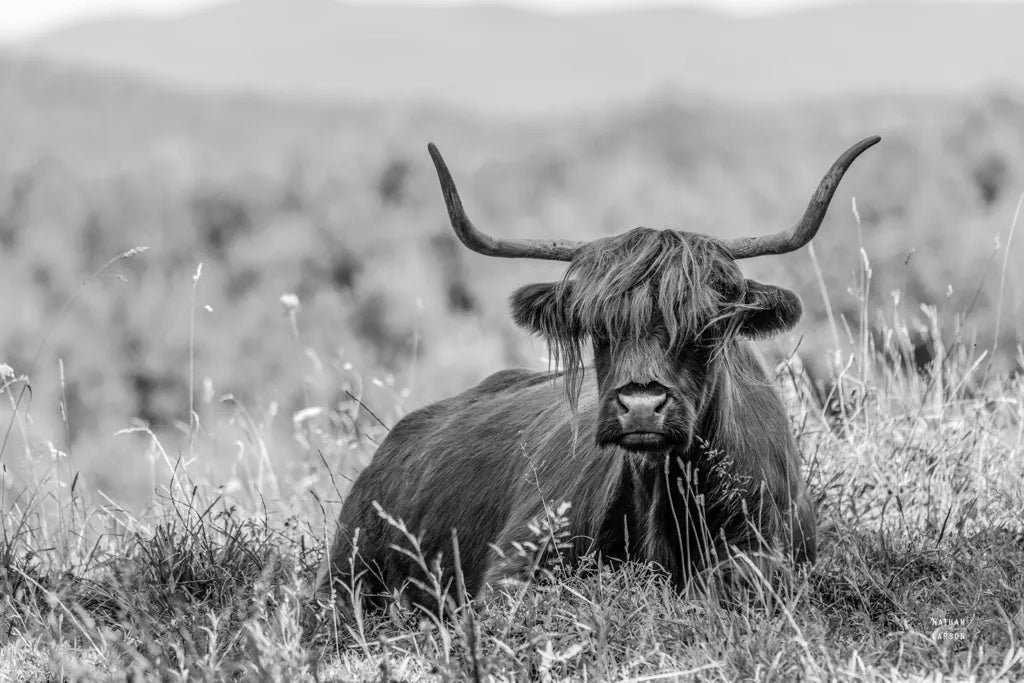 Meadow Guardian II by Nathan Larson. SKU 100481i. Archival Giclee Fine art print for wall decor.