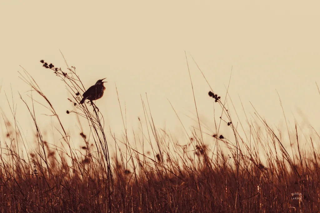Meadowlark Call Antique by Nathan Larson. SKU 98337i. Archival Giclee Fine art print for wall decor.