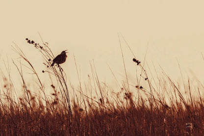 Meadowlark Call Antique by Nathan Larson. SKU 98337i. Archival Giclee Fine art print for wall decor.