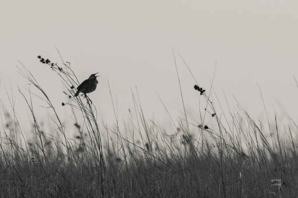Meadowlark Call BW by Nathan Larson. SKU 98338i. Archival Giclee Fine art print for wall decor.
