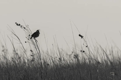 Meadowlark Call BW by Nathan Larson. SKU 98338i. Archival Giclee Fine art print for wall decor.