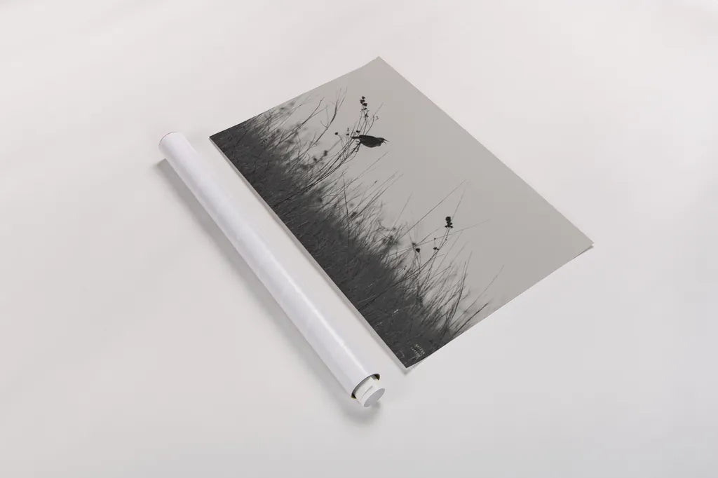 Meadowlark Call BW by Nathan Larson. shown as a rolled paper print. Available as archival giclee rolled canvas, fine art paper, or poster print. SKU 98338i.