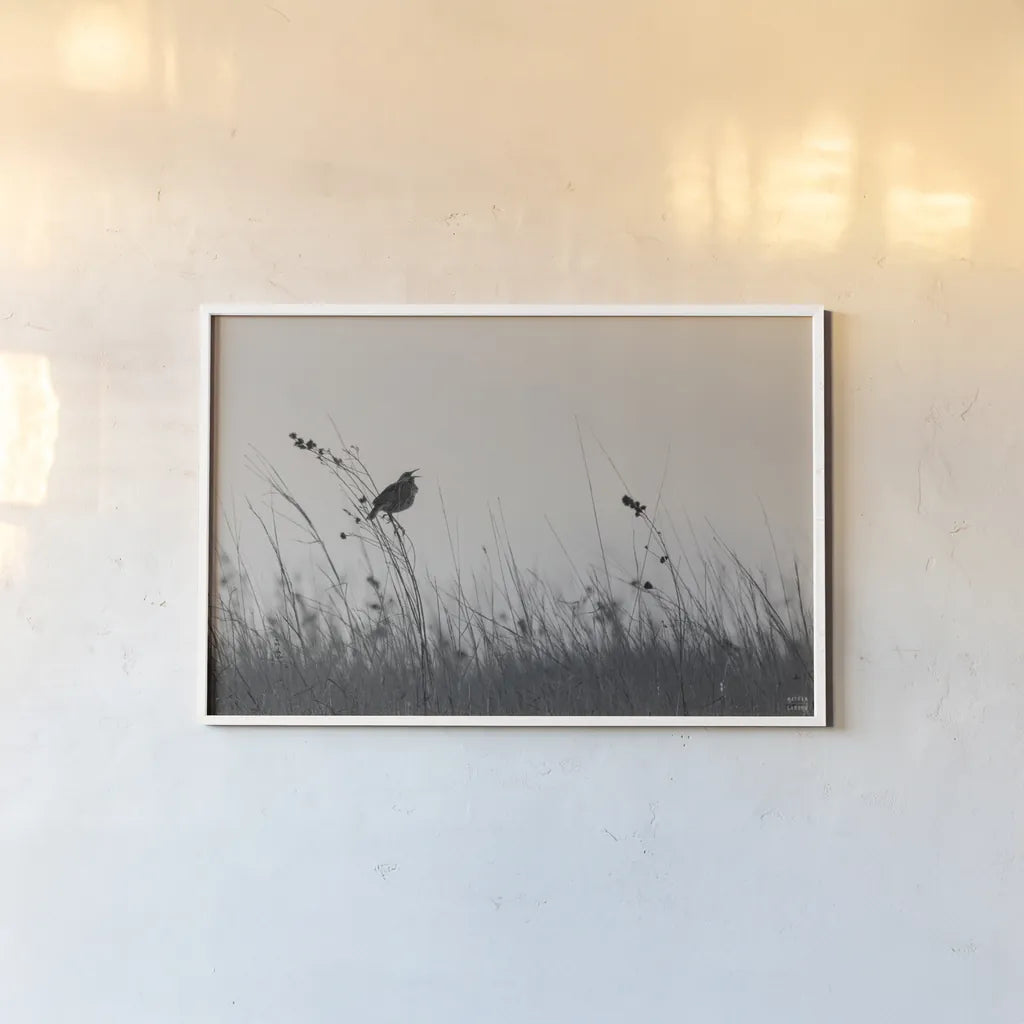Meadowlark Call BW by Nathan Larson. shown as a paper print in a white frame. Available as a archival giclee rolled canvas, fine art paper, or poster print. SKU 98338i.