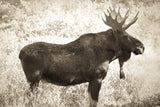 Medicine Bow Moose II by Nathan Larson. SKU 89459i. Archival Giclee Fine art print for wall decor.