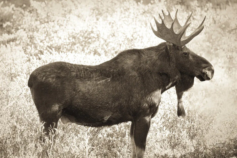 Medicine Bow Moose II by Nathan Larson. SKU 89459i. Archival Giclee Fine art print for wall decor.