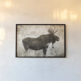 Medicine Bow Moose II by Nathan Larson. shown as a paper print in a black flame. Available as a archival giclee rolled canvas, fine art paper, or poster print. SKU 89459i.