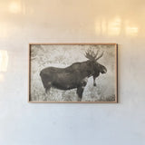 Medicine Bow Moose II by Nathan Larson. shown as a paper print in a natural frame. Available as a archival giclee rolled canvas, fine art paper, or poster print. SKU 89459i.