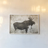Medicine Bow Moose II by Nathan Larson. shown as a paper print in a white frame. Available as a archival giclee rolled canvas, fine art paper, or poster print. SKU 89459i.