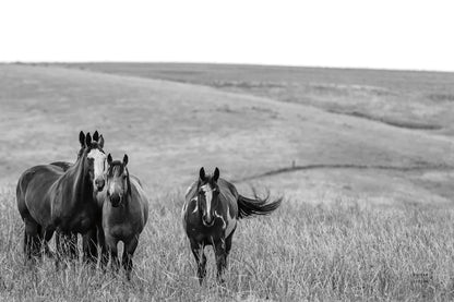 Montana Moves by Nathan Larson. SKU 77217i. Archival Giclee Fine art print for wall decor.