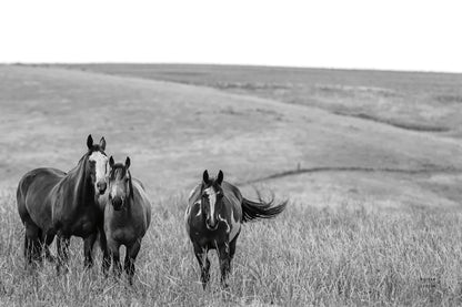 Montana Moves v2 by Nathan Larson. SKU 83055i. Archival Giclee Fine art print for wall decor.