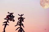 Moon Desert by Nathan Larson. SKU 76444i. Archival Giclee Fine art print for wall decor.