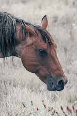 Mother by Nathan Larson. SKU 98632h. Archival Giclee Fine art print for wall decor.