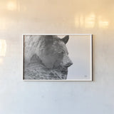 Mountain Bear by Nathan Larson. shown as a paper print in a white frame. Available as a archival giclee rolled canvas, fine art paper, or poster print. SKU 80435i.