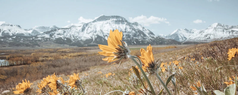 Mountain Blooms by Nathan Larson