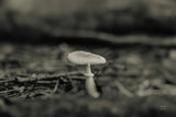 Mushroom Chronicles I by Nathan Larson. SKU 103462i. Archival Giclee Fine art print for wall decor.