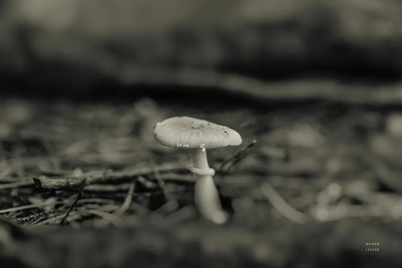 Mushroom Chronicles I by Nathan Larson. SKU 103462i. Archival Giclee Fine art print for wall decor.