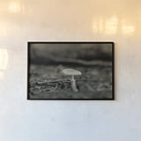 Mushroom Chronicles I by Nathan Larson. shown as a paper print in a black flame. Available as a archival giclee rolled canvas, fine art paper, or poster print. SKU 103462i.