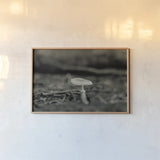 Mushroom Chronicles I by Nathan Larson. shown as a paper print in a natural frame. Available as a archival giclee rolled canvas, fine art paper, or poster print. SKU 103462i.