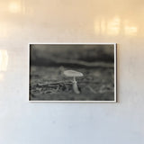 Mushroom Chronicles I by Nathan Larson. shown as a paper print in a white frame. Available as a archival giclee rolled canvas, fine art paper, or poster print. SKU 103462i.