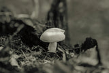 Mushroom Chronicles II by Nathan Larson. SKU 103463i. Archival Giclee Fine art print for wall decor.