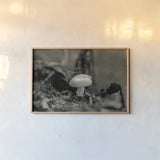 Mushroom Chronicles II by Nathan Larson. shown as a paper print in a natural frame. Available as a archival giclee rolled canvas, fine art paper, or poster print. SKU 103463i.