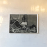 Mushroom Chronicles II by Nathan Larson. shown as a paper print in a white frame. Available as a archival giclee rolled canvas, fine art paper, or poster print. SKU 103463i.