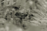 Mushroom Chronicles III by Nathan Larson. SKU 103464i. Archival Giclee Fine art print for wall decor.