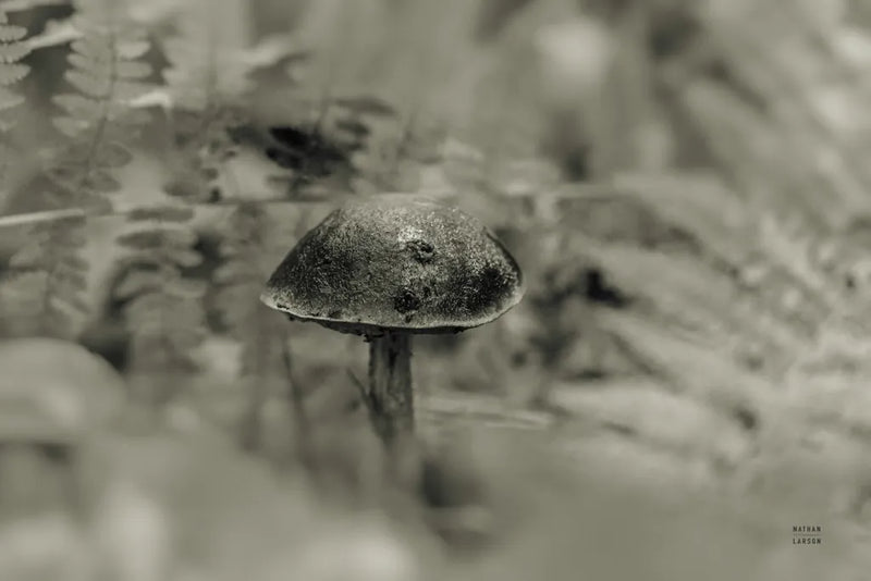 Mushroom Chronicles III by Nathan Larson. SKU 103464i. Archival Giclee Fine art print for wall decor.