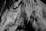 Mustang by Nathan Larson. SKU 85769i. Archival Giclee Fine art print for wall decor.