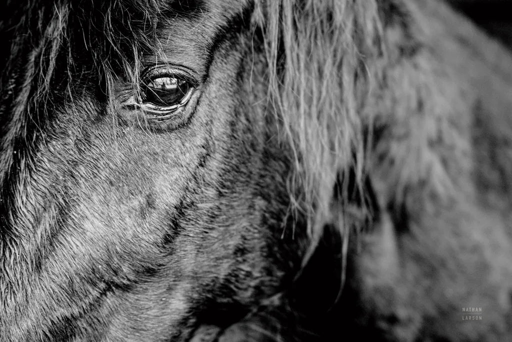 Mustang by Nathan Larson. SKU 85769i. Archival Giclee Fine art print for wall decor.