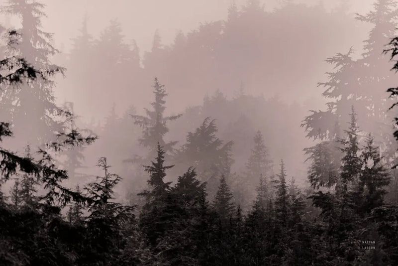 Mystery Wood I by Nathan Larson. SKU 99777i. Archival Giclee Fine art print for wall decor.