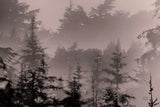 Mystery Wood II by Nathan Larson. SKU 99778i. Archival Giclee Fine art print for wall decor.