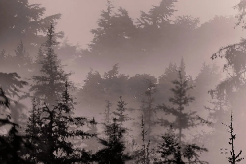 Mystery Wood II by Nathan Larson. SKU 99778i. Archival Giclee Fine art print for wall decor.