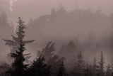 Mystery Wood III by Nathan Larson. SKU 99779i. Archival Giclee Fine art print for wall decor.