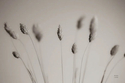 Natural Grasses by Nathan Larson. SKU 79425i. Archival Giclee Fine art print for wall decor.