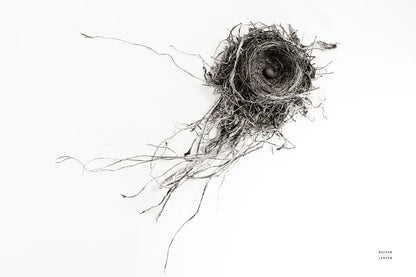 Nest Released by Nathan Larson. SKU 99379i. Archival Giclee Fine art print for wall decor.