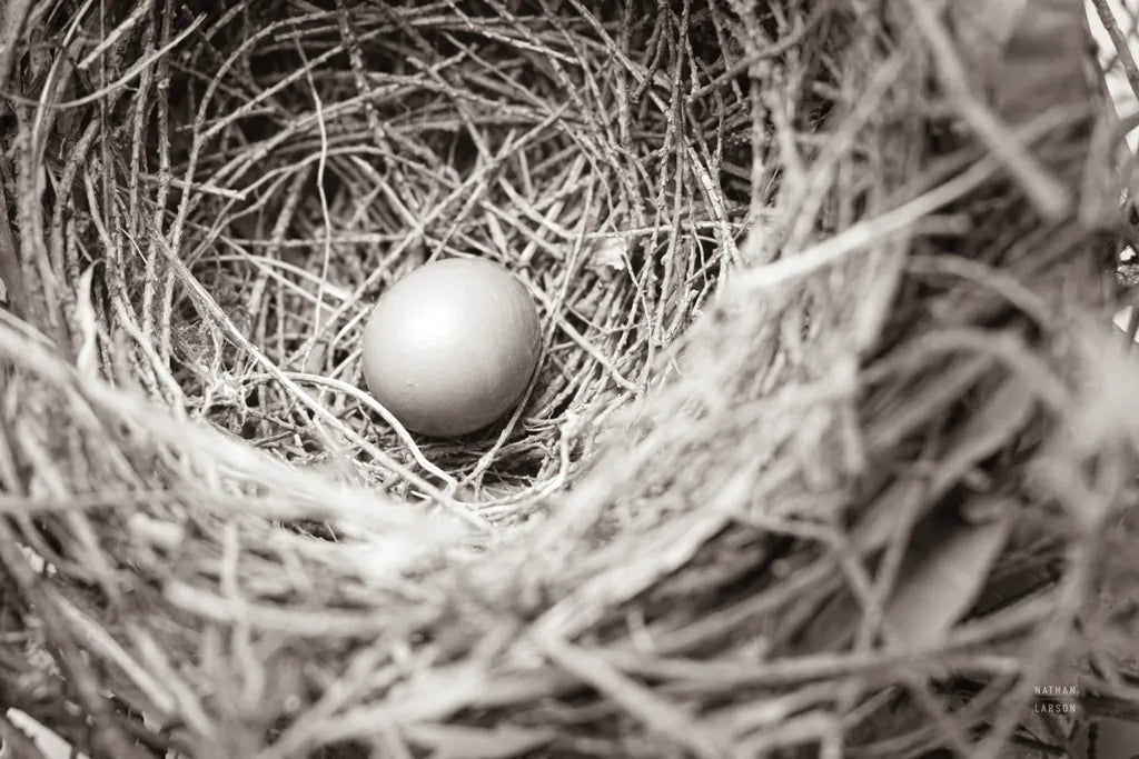 Nesting by Nathan Larson. SKU 87634i. Archival Giclee Fine art print for wall decor.