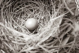 Nesting by Nathan Larson. SKU 87634i. Archival Giclee Fine art print for wall decor.