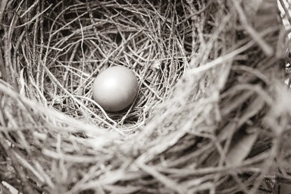 Nesting by Nathan Larson. SKU 87634i. Archival Giclee Fine art print for wall decor.