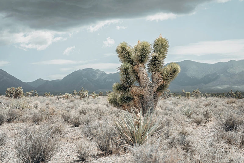 Nevada Turning by Nathan Larson
