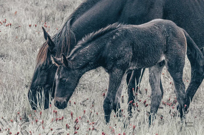 New Graze I by Nathan Larson. SKU 98714i. Archival Giclee Fine art print for wall decor.