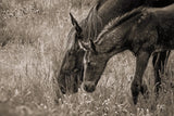 New Graze I Sepia by Nathan Larson. SKU 98716i. Archival Giclee Fine art print for wall decor.