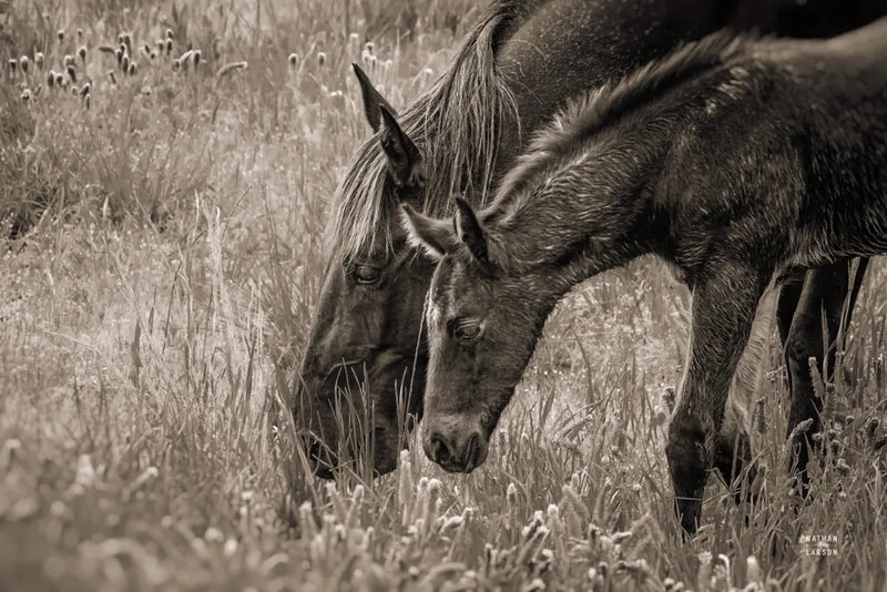 New Graze I Sepia by Nathan Larson. SKU 98716i. Archival Giclee Fine art print for wall decor.